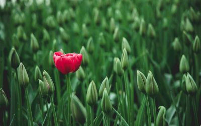 Quand la majorité a tort